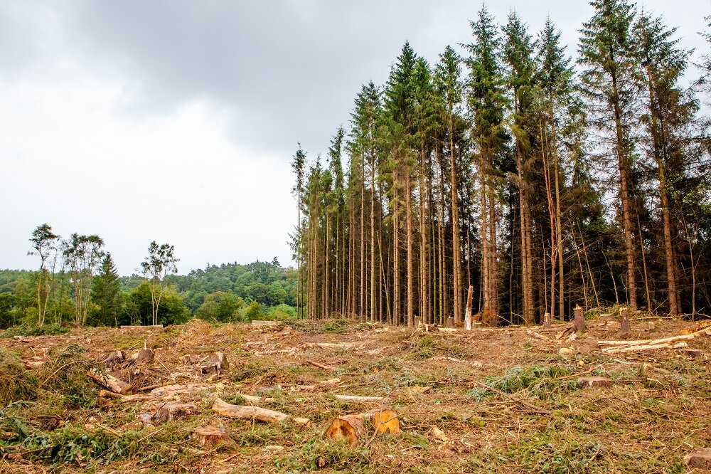 Harvested conifers secure future of Chatelherault