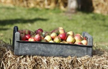 We will explore, grow and celebrate the Clyde Valley Orchards