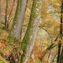 Deep hidden gorges and ancient woodland in Cleghorn Glen and Cartland Craigs