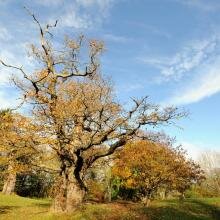 The Cadzow Oaks at Chatelherault are an important part of the Clyde and Avon valleys' heritage