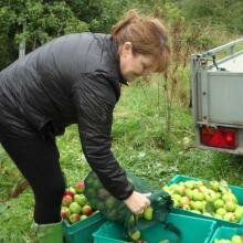 Harvest time at Kirkfieldbank Orchard