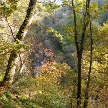 A view down the valley through ancient woodland at Lower Nethan Gorge