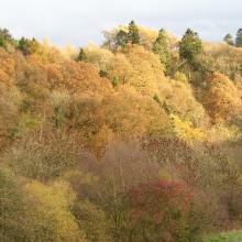 Autumnal colours at Upper Nethan Gorge